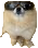 Doge with Glasses logo